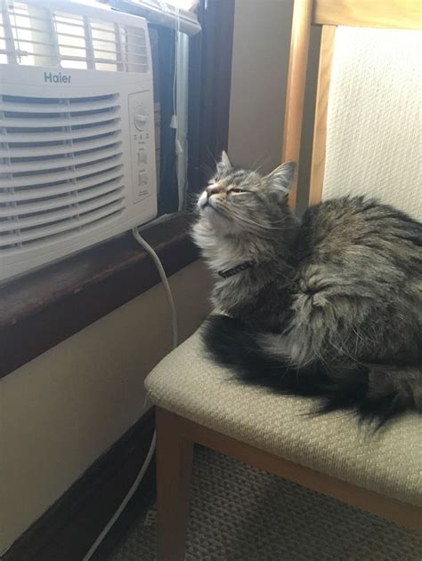 cat air conditioning leaked